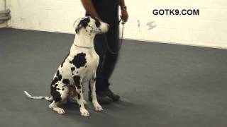 Great Dane Dog Training On a Leash by Got K9 in Las Vegas Nevada