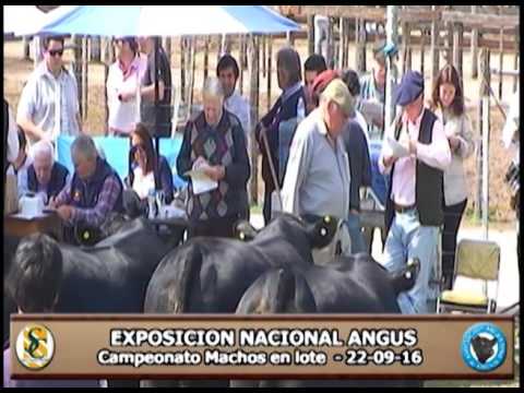 22-09-16 - Jura Mañana Expo. Angus 03 de 3 - Olavarría