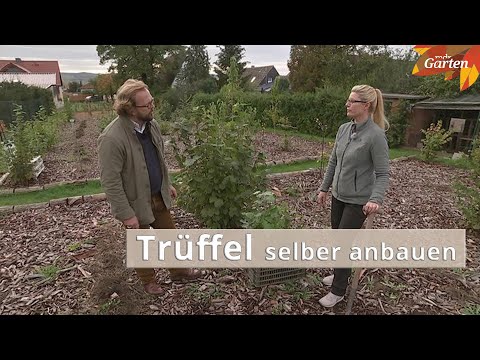 Truffles in your own garden | MDR Garden
