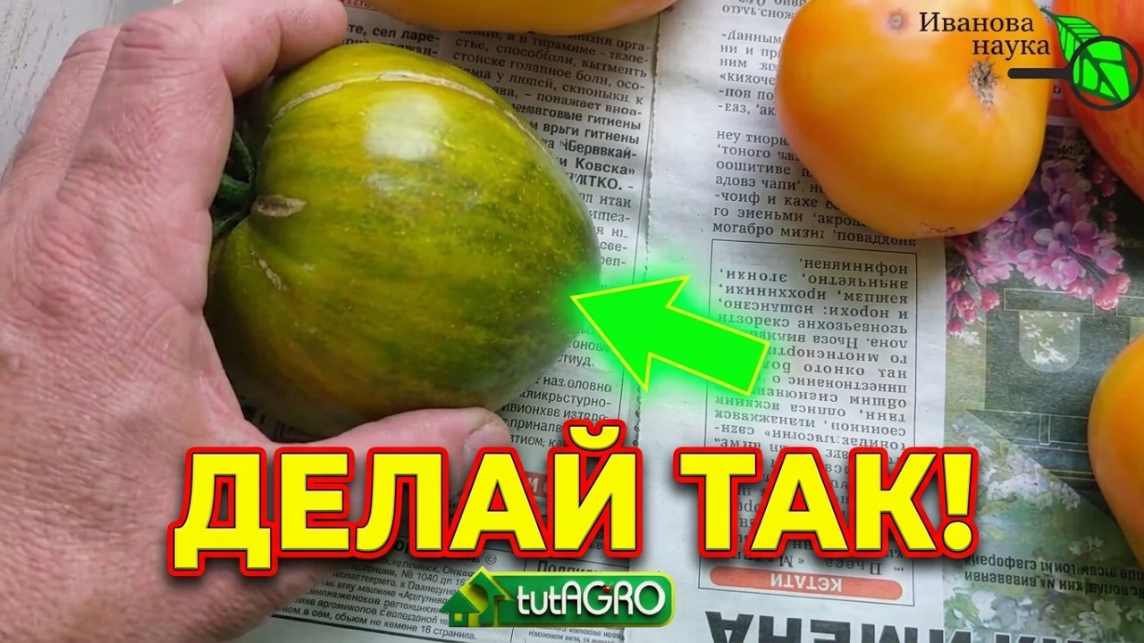 🍅 ШОК! ТОМАТЫ НА ГАЗЕТЕ ВКУСНЕЕ, ЧЕМ НА КУСТЕ? Проверь сам