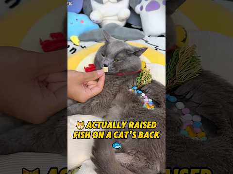 My Cat Reacts to Me Building a Tiny River on Its Belly!