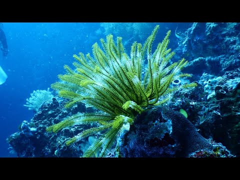 Amazing Underwater World of the Red Sea - 4K Relaxation Video with Calming Music - 1 HOUR - Part #3