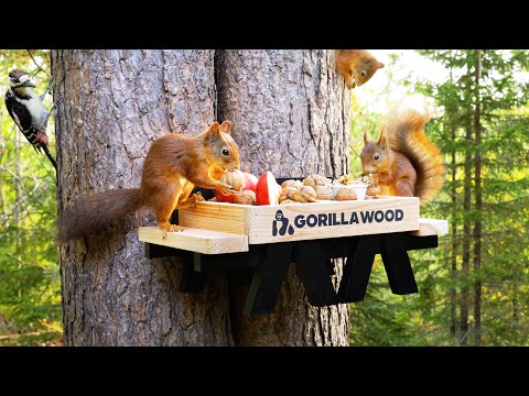 Gorilla Wood Squirrel Feeder - Relax with Squirrels and Guitar Music (4K)
