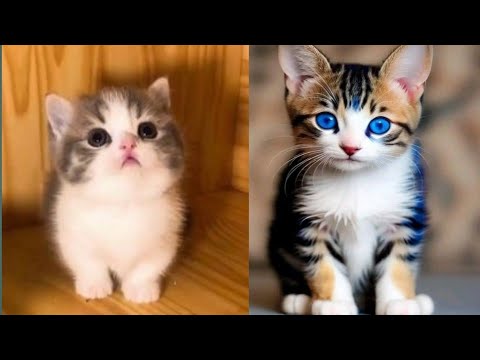 Baby Cats - Cute and Funny Cat Videos | Aww Animals With Anya