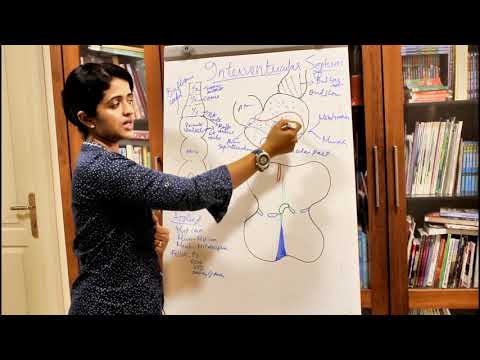 DEVELOPMENT OF THE INTERVENTRICULAR SEPTUM-HUMAN EMBRYOLOGY-DR ROSE JOSE