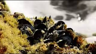 Vuelve a poder recolectarse mejillones en Canarias 22 a&ntilde;os despu&eacute;s