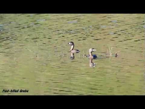 RE: Podilymbus podiceps