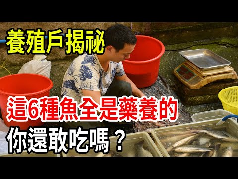 養殖戶揭祕！這6種魚全是藥養的，你還敢吃嗎？