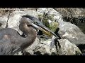 Heron Swallows Baby Alligator Before Mum Tries To Attack It