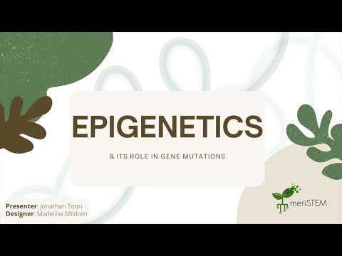 Epigenetics | DNA, genes and inheritance | meriSTEM
