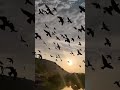 New WhatsApp Status 2020 Of Nature Wp Status Birds Flying Nature ️
