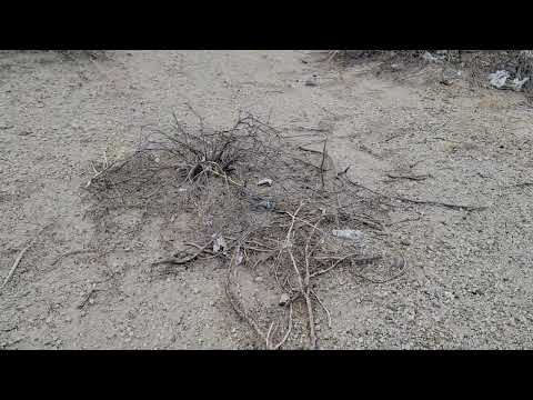 Charlie Dipso is a young Desert Iguana, Dipsosaurus Dorsalis.  Dinosaur Legacy, a survivor.  Rain!!!