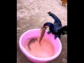 Great Cormorant Birds Eat Big Fish
