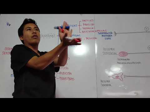 Sensory System Part 1