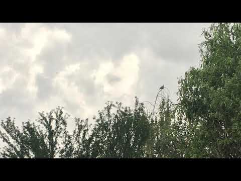 @ionbogdanstefanescu  Berti Barbera - Nicu Patoi / Ion Bogdan Stefanescu - Black Bird