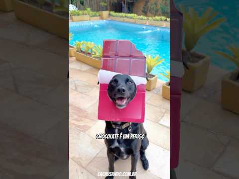 PÁSCOA PRA CACHORRO #cachorros #cachorrosengraçados #cachorro #pascoa