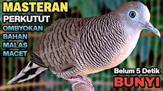 Download lagu Perkutut Lokal Gacor RAJA PIKAT Ahlinya Bikin Semua Burung Perkutut Gacor Nyaut. mp3 Download lagu Perkutut Lokal Gacor RAJA PIKAT Ahlinya Bikin Semua Burung Perkutut Gacor Nyaut. mp3