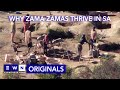 How Illegal Mining Has Continued To Thrive In SA