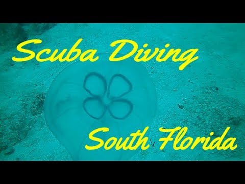 Scuba Diving South Florida - ♥4D Ep. 10