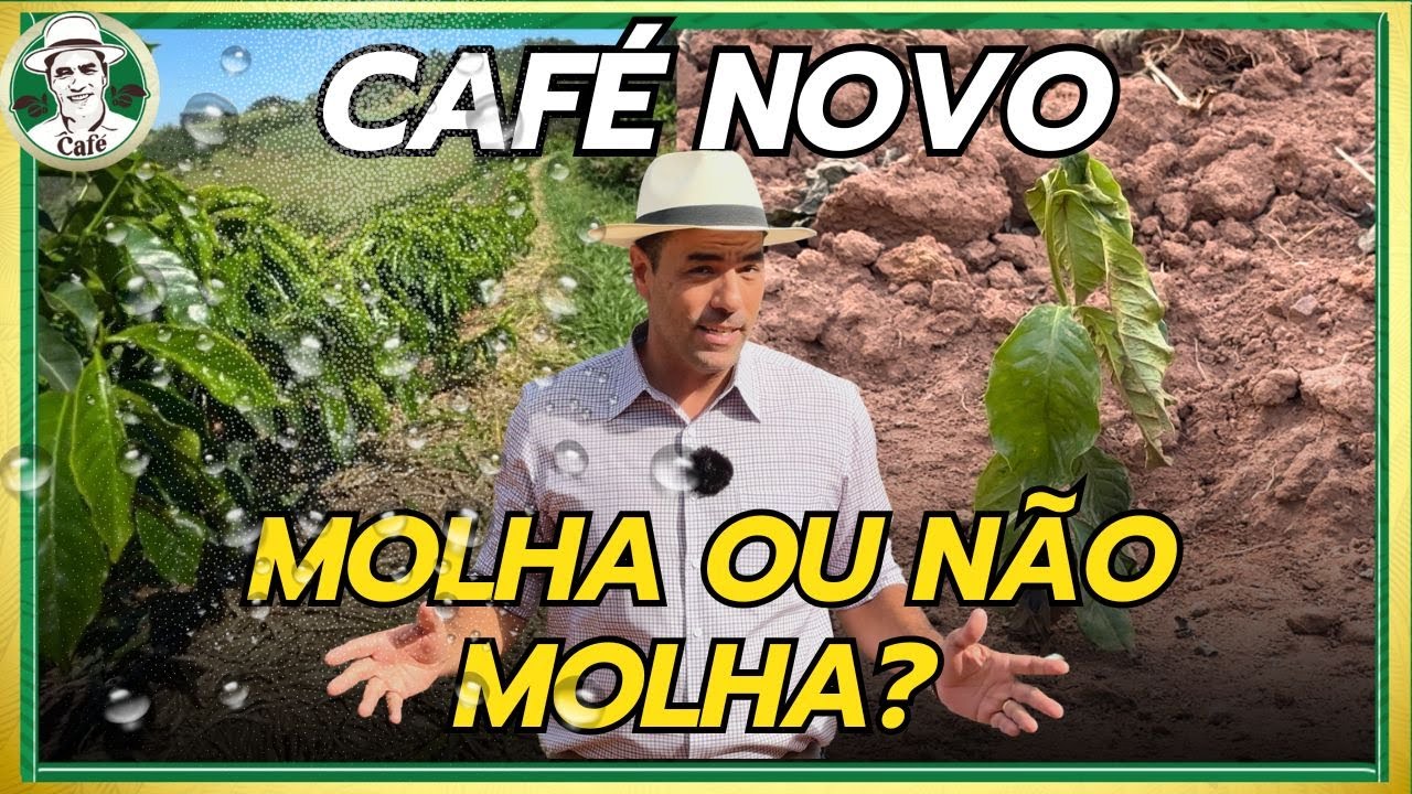 CALOR FORTE E LONGO: O QUE FAZER COM A LAVOURA NOVA?