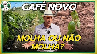 CALOR FORTE E LONGO: O QUE FAZER COM A LAVOURA NOVA?
