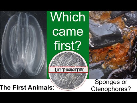 The First Animals: sponge or ctenophore?
