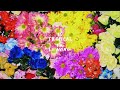 Is Tropical - "Dancing Anymore" 
