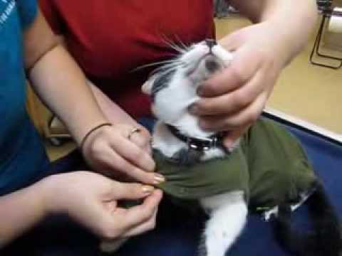 How to put a baby onesie on a cat