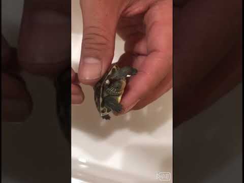 烏龜脖子長痘痘