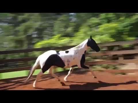 10 DONNA DO PORTO PALMEIRA