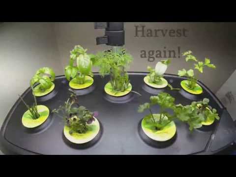 download lagu mp3 mp4 Aerogarden Time Lapse, download lagu Aerogarden Time Lapse gratis, unduh video klip Aerogarden Time Lapse