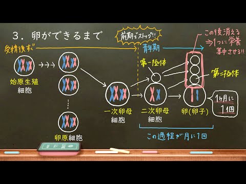 動物界における生殖 - 定義