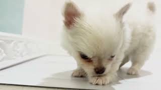 ハーフ犬の動画01