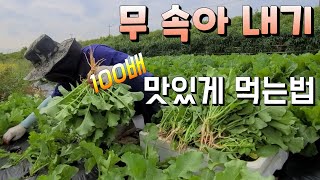 무 속아내는 시기? 속음 무 100배 맛있게 먹는법