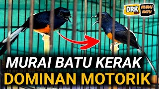 Download lagu THIS IS ITS MOTOR DOMINANCE!!! WE GIVE THIS MURAI BATU SPECIAL TREATMENT mp3