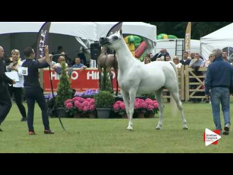 N.252 NASHWAH AA - Bruges 2016 - Mares 7+ years old (Class 114)