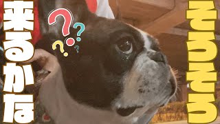 愛犬はママに気付く事が出来るのか？🤔