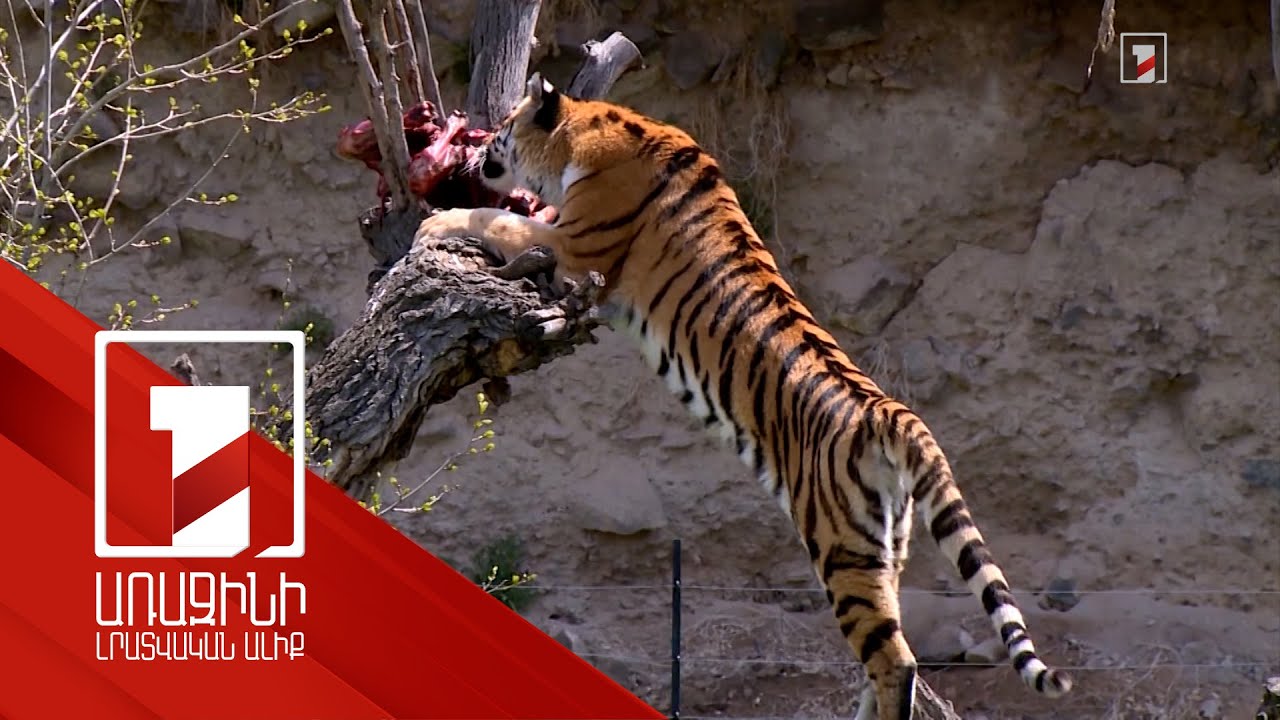 Երևանի կենդանաբանական այգու նոր բնակիչը. ամուրյան վագր է ծնվել