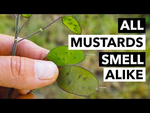 Wild Edibles with Sergei Boutenko: Wild Mustard (Brassica spp.) & Bittercress (Cardamine hirsuta)