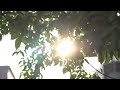 Free Footage 4K - 01- Cahaya Matahari Pagi di sela-sela Daun -  Sony A6500 4K Video