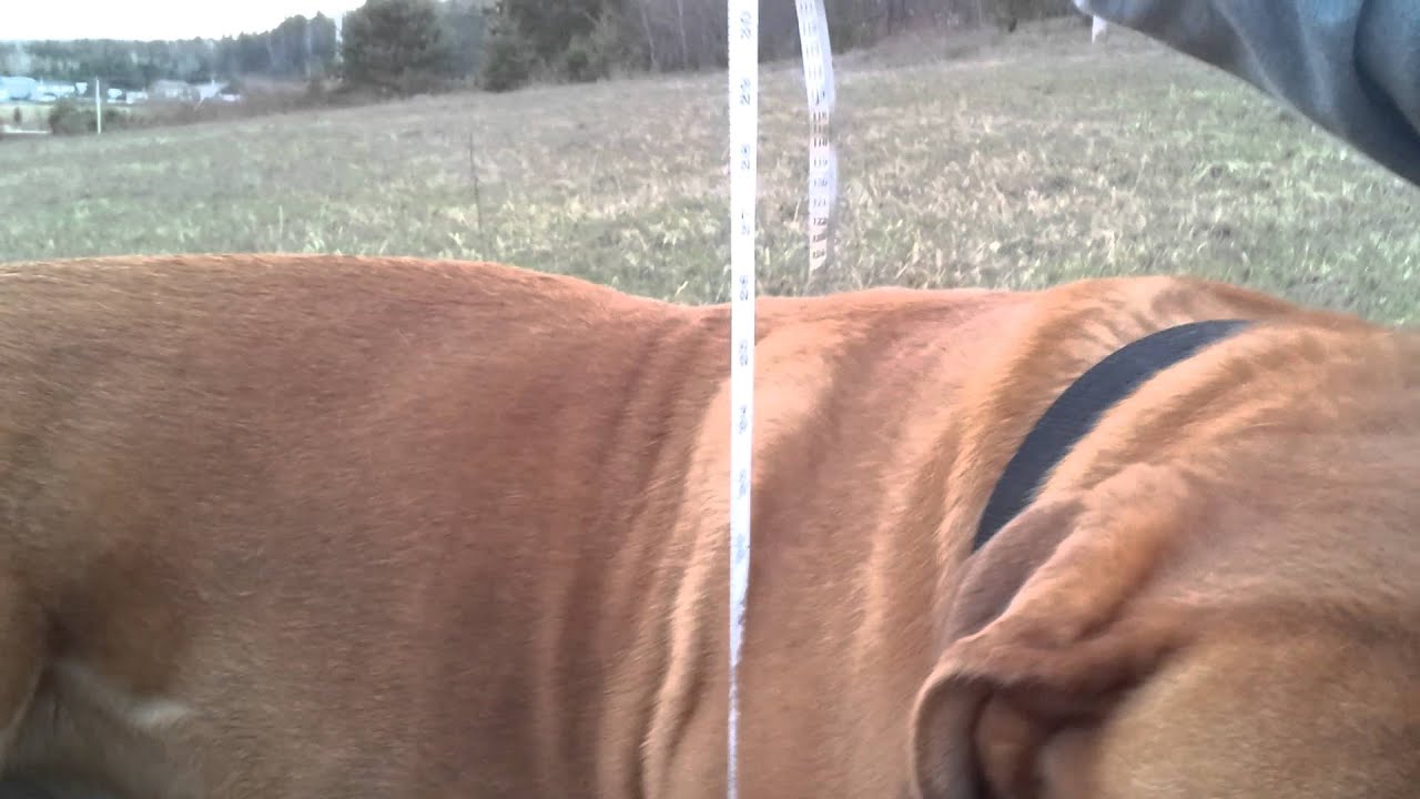 Biggest Dogue de Bordeaux- Bruno