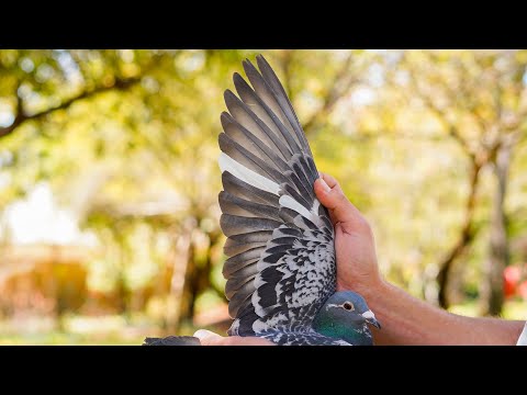 Silver Seraph ~ 2. final winner 583 km in the Victoria Falls World Challenge 2023