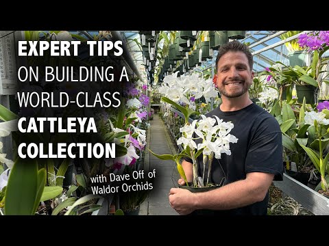 Expert Tips to Help YOU Build a World-Class Cattleya Orchid Collection (with Dave of Waldor Orchids)