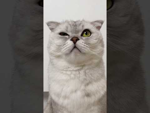 Sonya's rescue🙀 #cat #cats