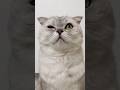 Sonya S Rescue Cat Cats