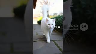 猫です