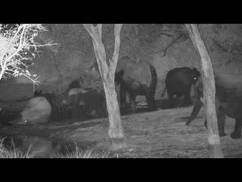 Djuma: Elephants come for night time drink and mud wallow - 19:59 - 07/19/20