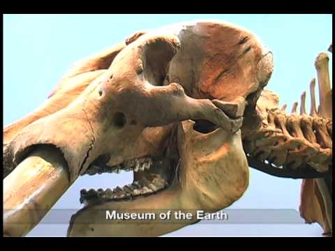 Ice Age Mammals - Footprints of the Ice Age - part 7 of 14