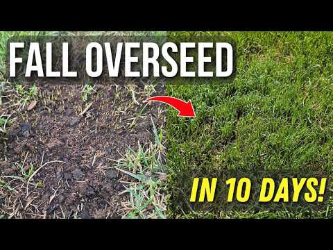 Complete Fall Overseeding Guide: Transform Your Lawn in 10 Days!