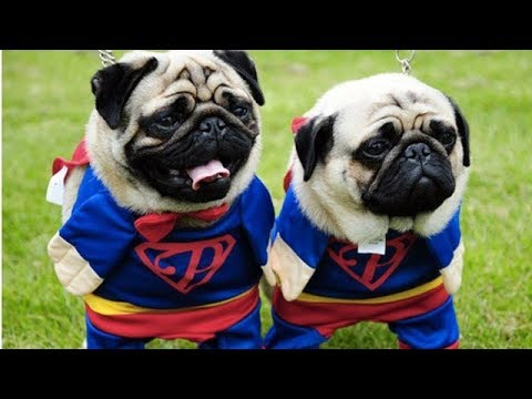 Raise the woof It’s National Dog Day